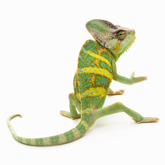 Veiled Chameleon, Male