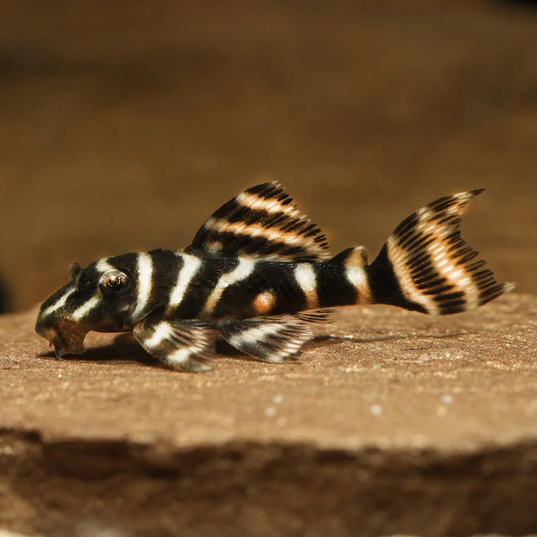 Brown Zebra Plecostomus