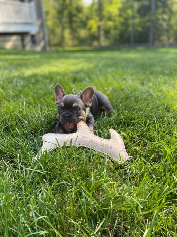 Tall Tails Natural Leather Antler Dog Toy