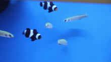 Load and play video in Gallery viewer, Zebra Dartfish Goby
