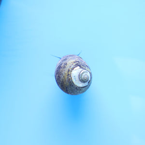Margarita Snail