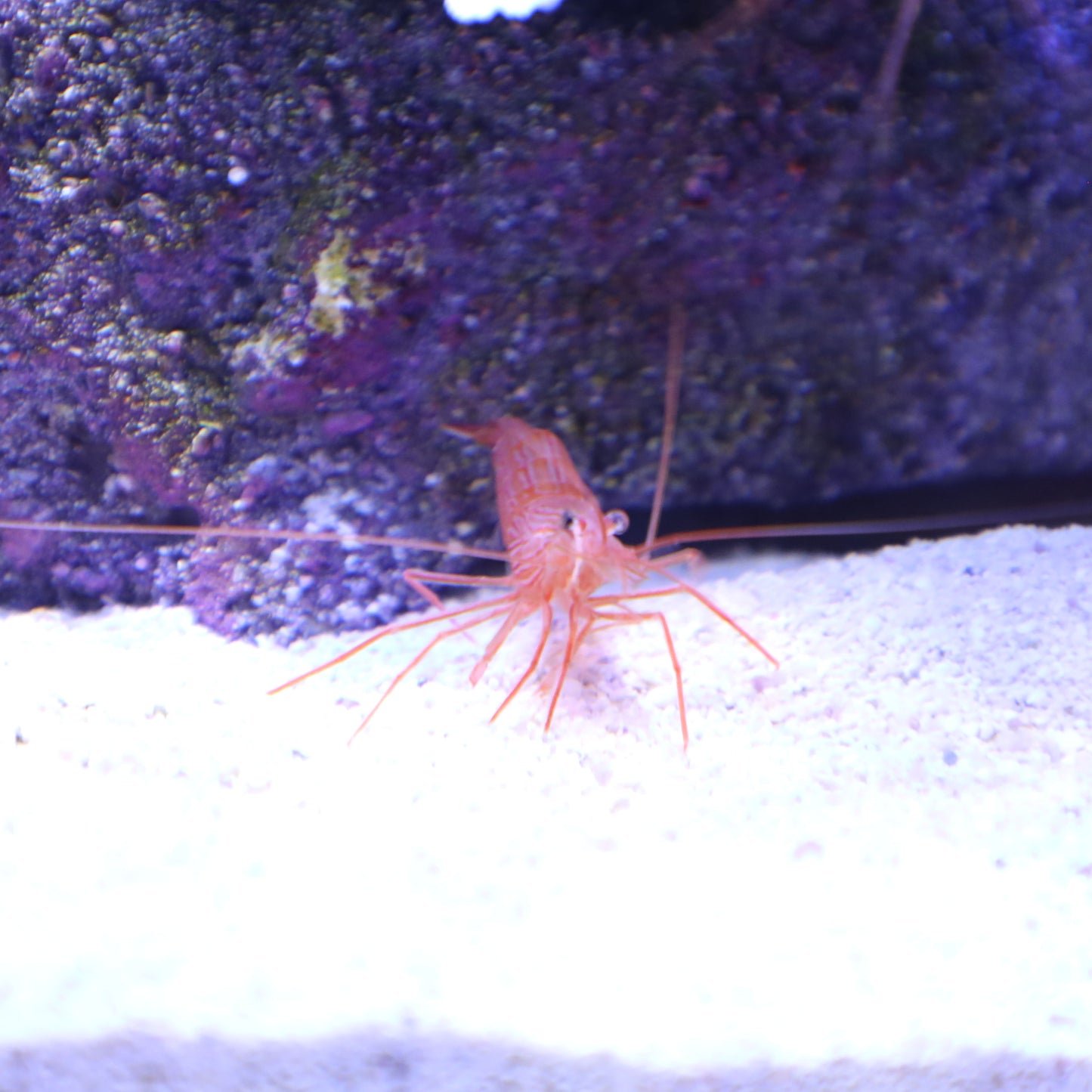 Peppermint Shrimp