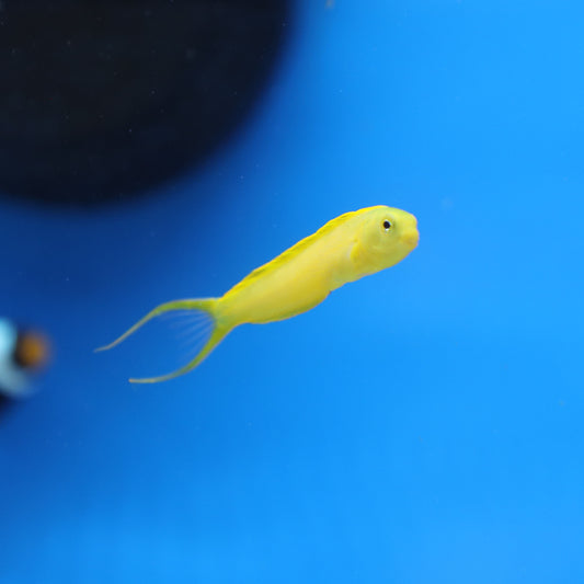 Canary Blenny