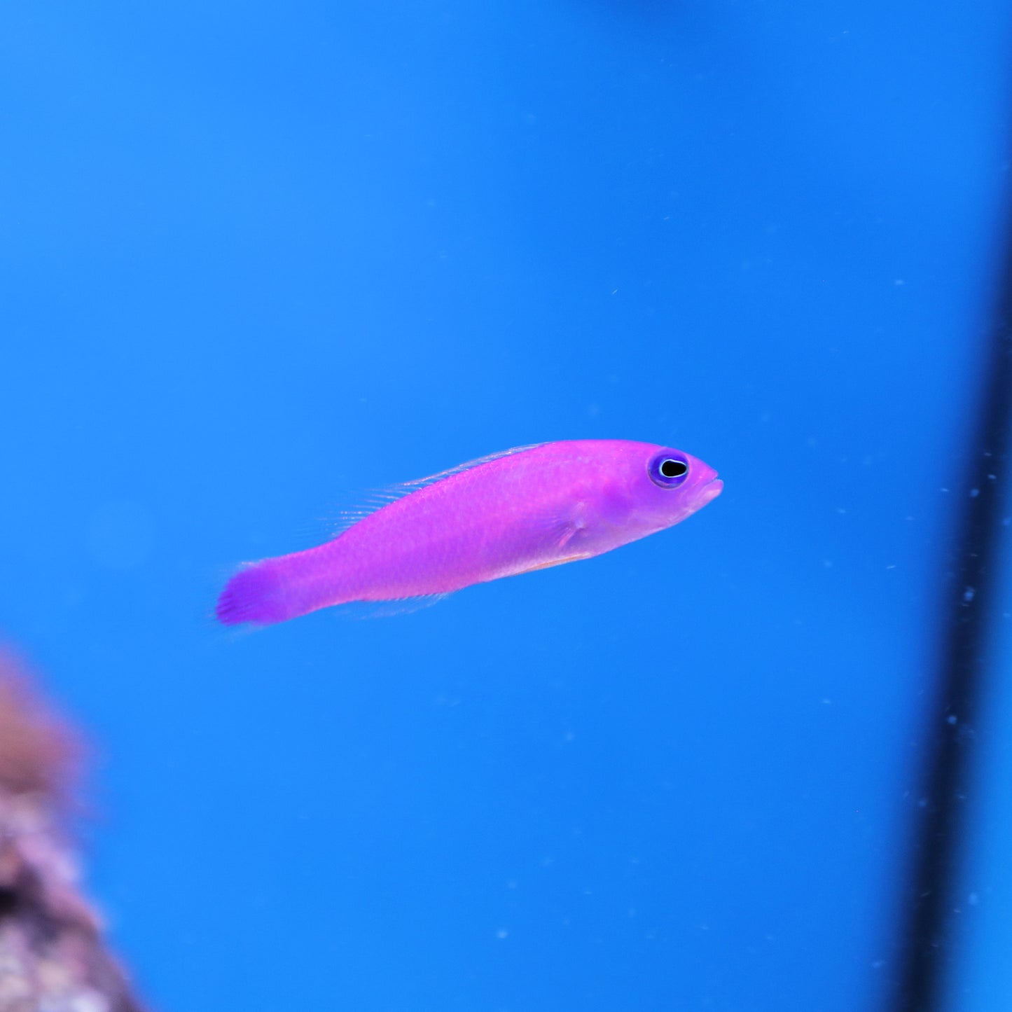 Purple Dottyback