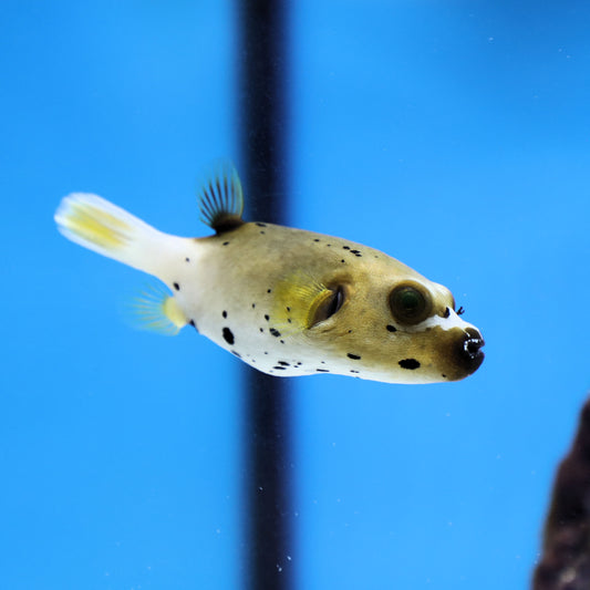 Dogface Puffer