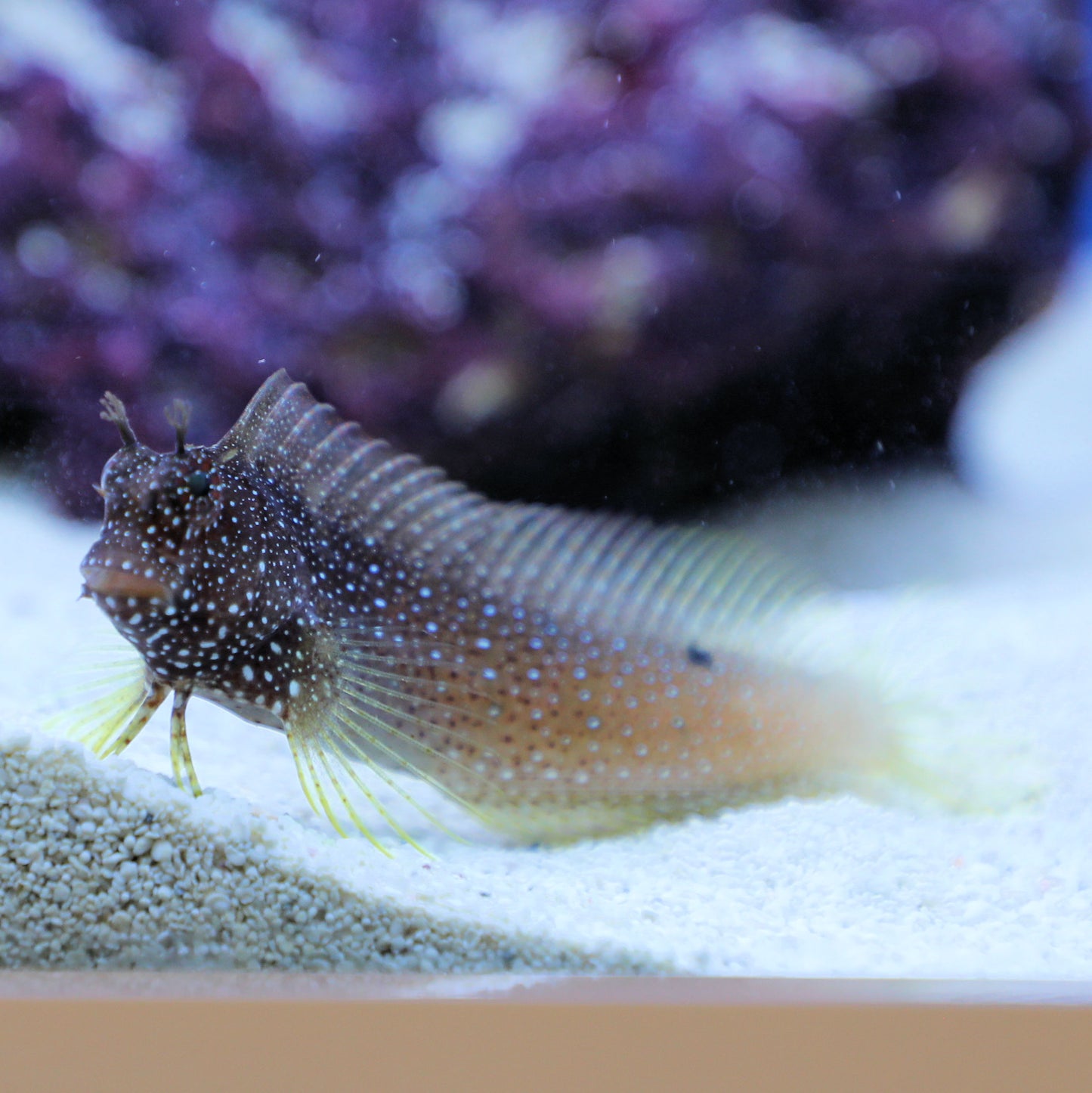 Starry Blenny