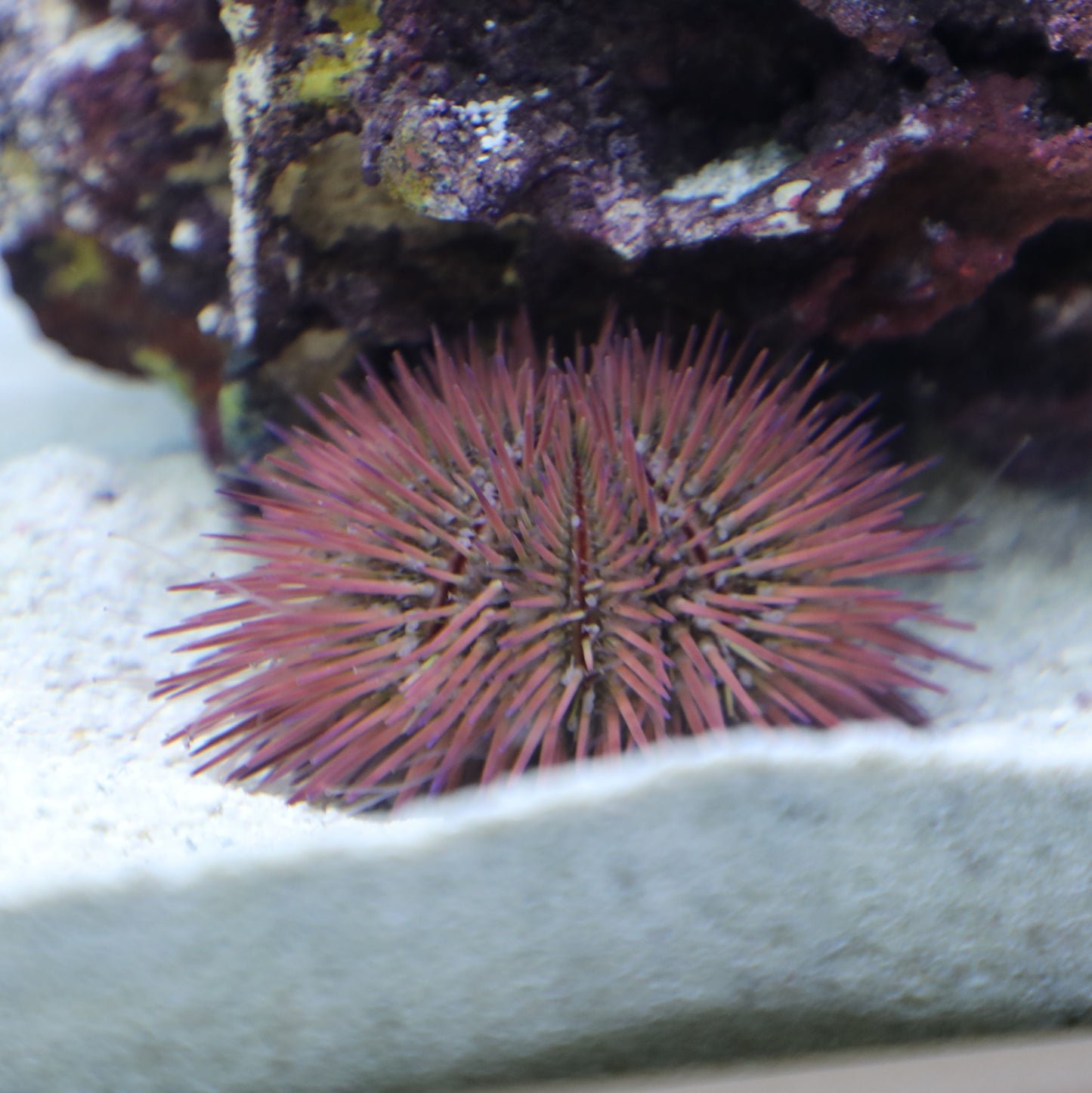 Pincushion Urchin