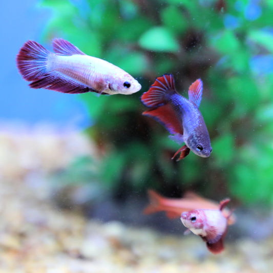 Halfmoon Betta Female