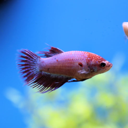 Crowntail Betta Female