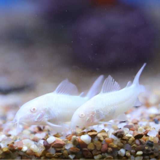 Albino Corydoras