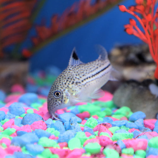 Julii Corydoras