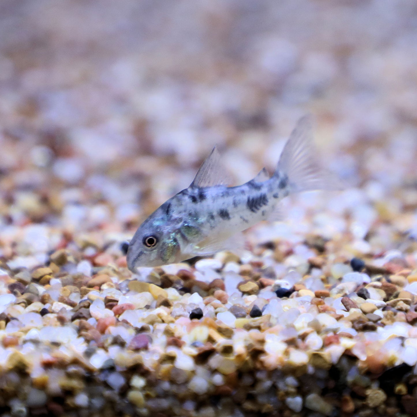 Paleatus Corydoras