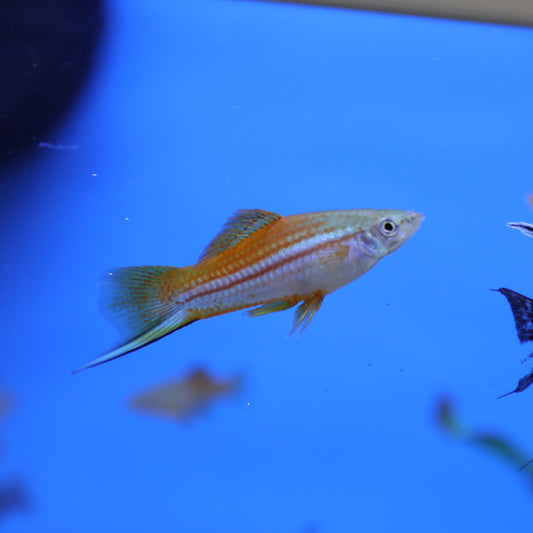 Assorted Swordtail