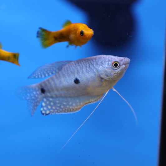 Blue Gourami