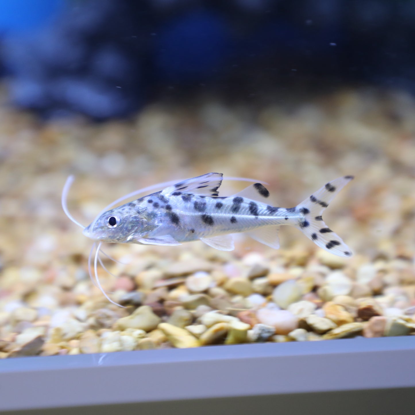 Pictus Catfish