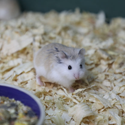 Roborovski Hamster