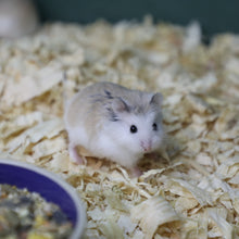 Load image into Gallery viewer, Roborovski Hamster
