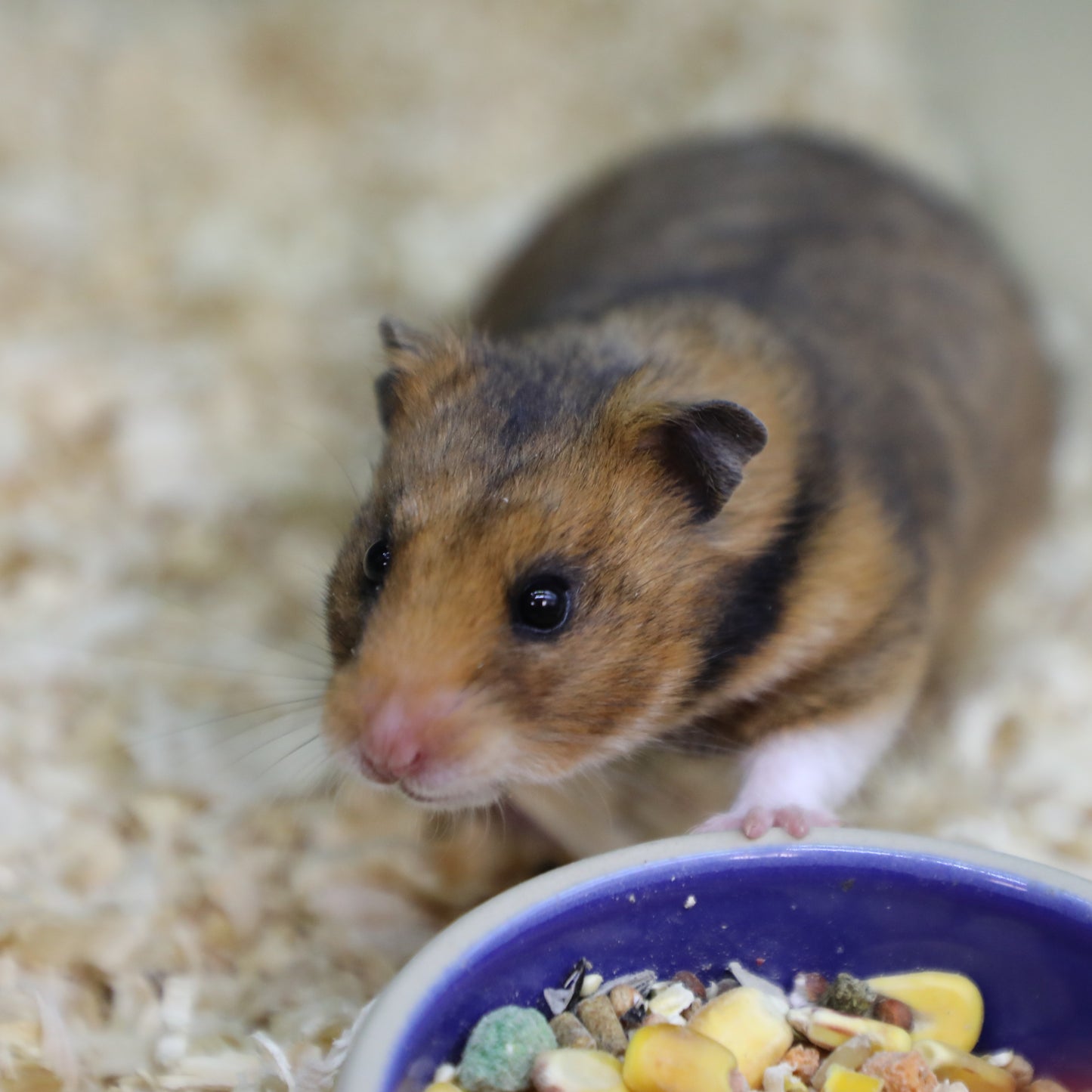 Syrian Hamster