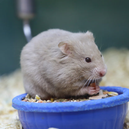 Syrian Hamster