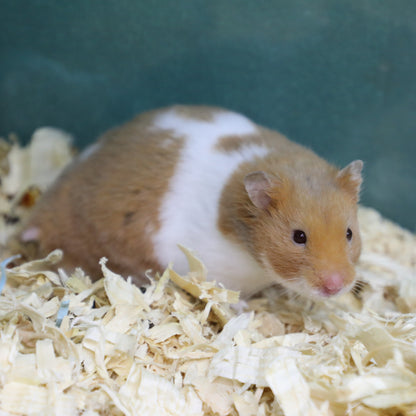 Syrian Hamster