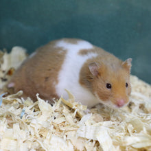 Load image into Gallery viewer, Fancy Hamster
