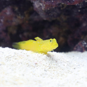 Watchman Goby Aquacultured