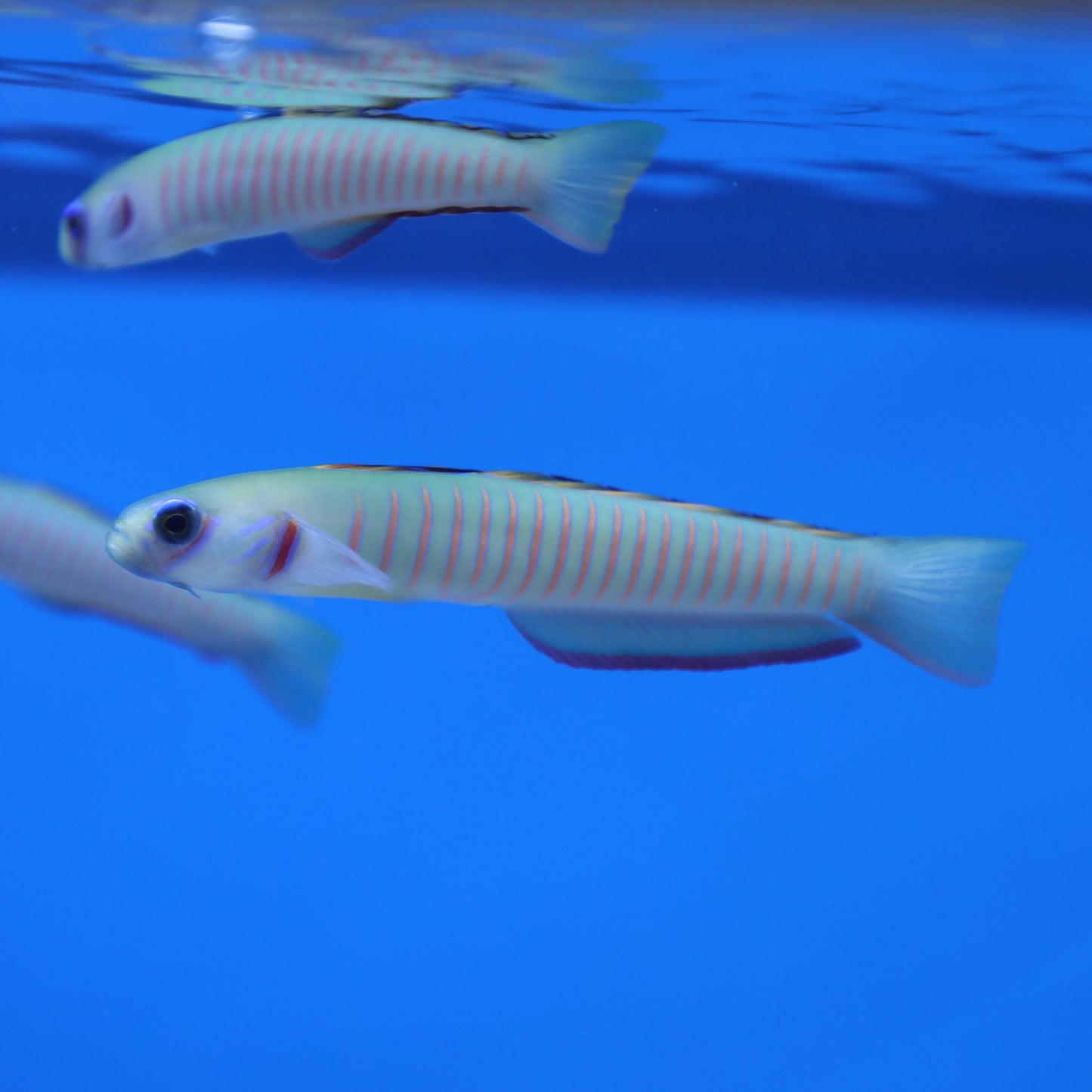 Zebra Dartfish Goby