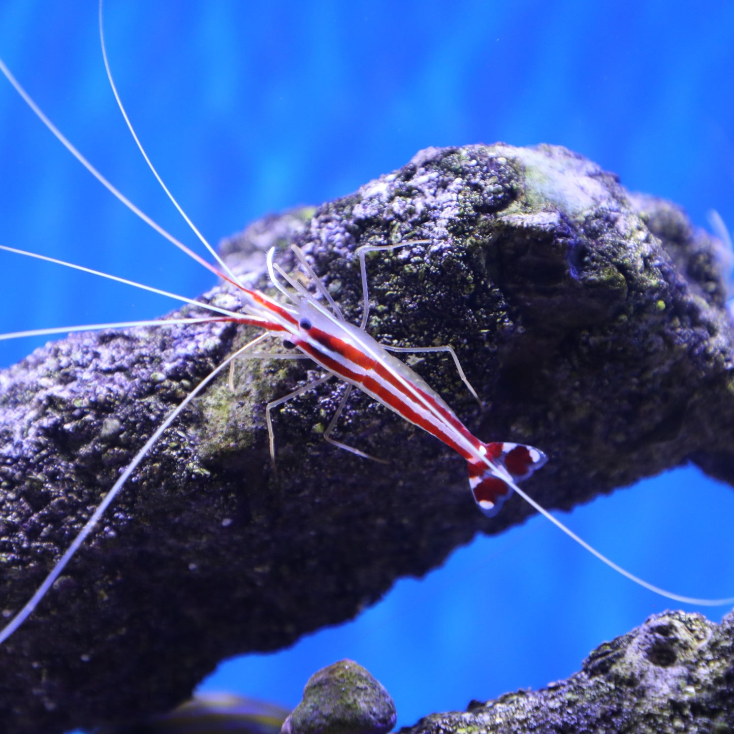 Skunk Cleaner Shrimp