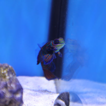 Blue Mandarin Goby