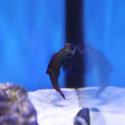 Blue Mandarin Goby