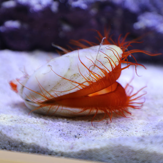 Electric Flame Scallop