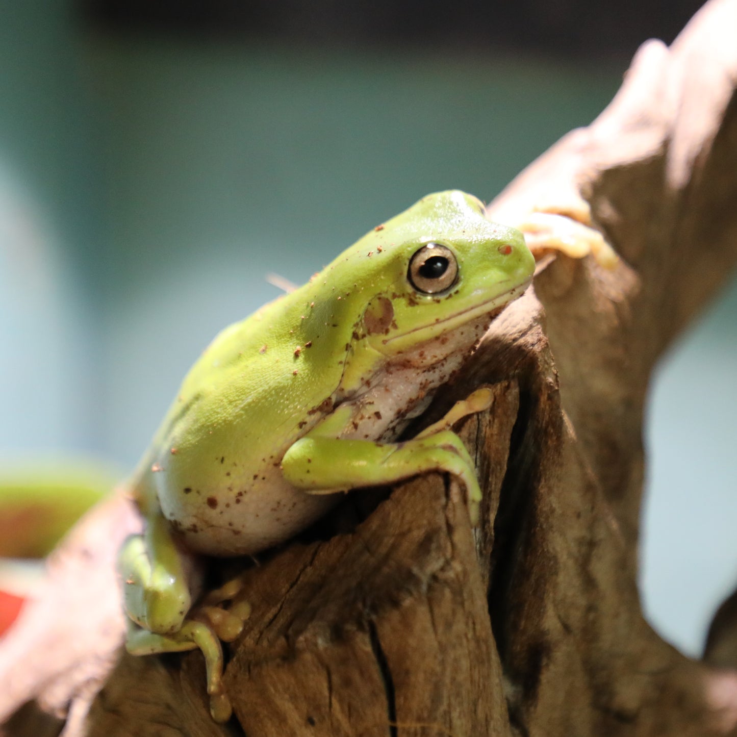 White's Tree Frog