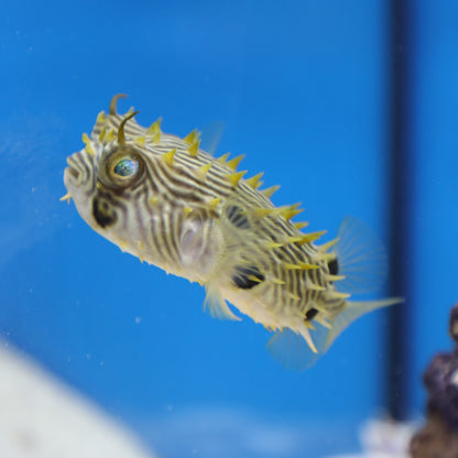 Spiny Box Puffer