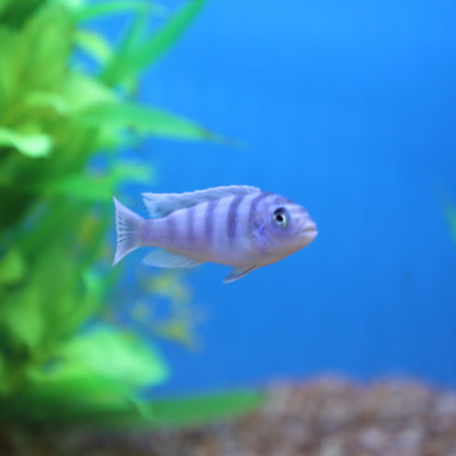 Assorted African Cichlid