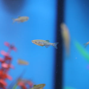 Zebra Danio