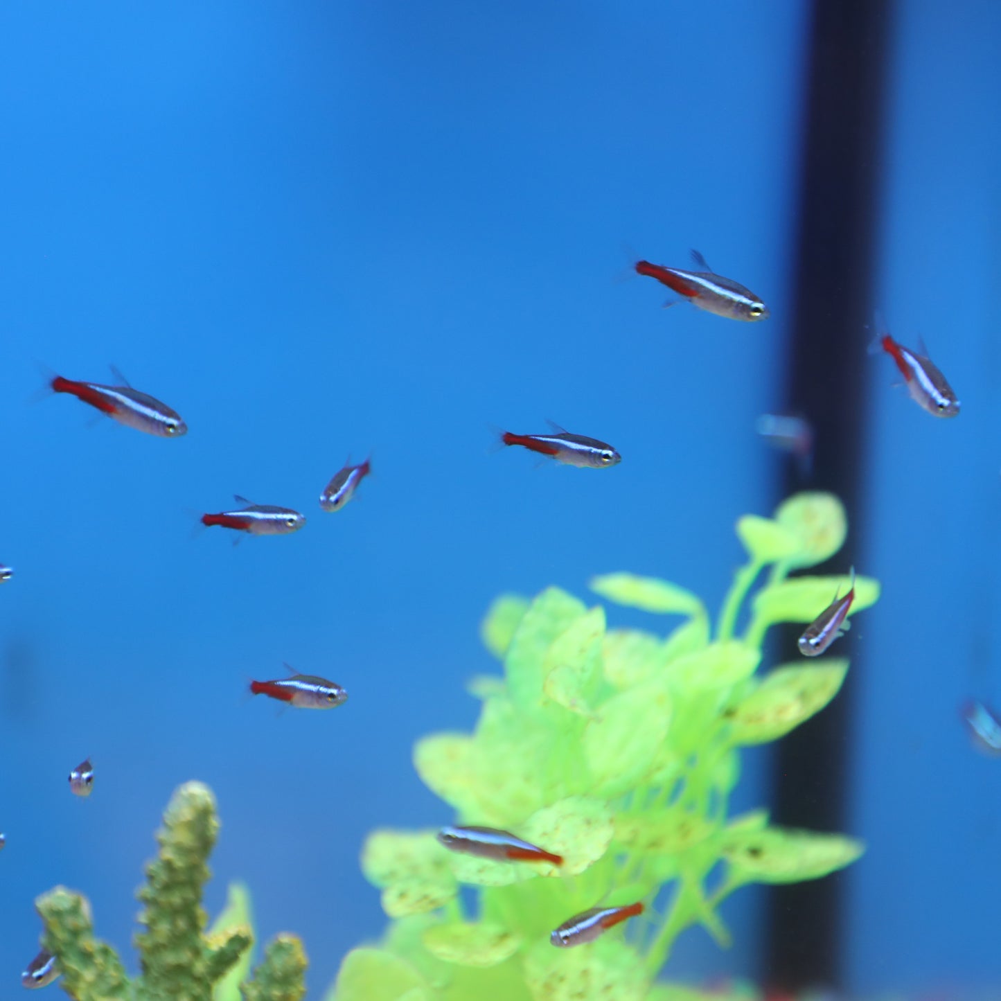 Neon Tetra