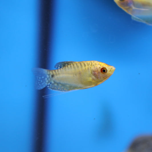 Gold Gourami