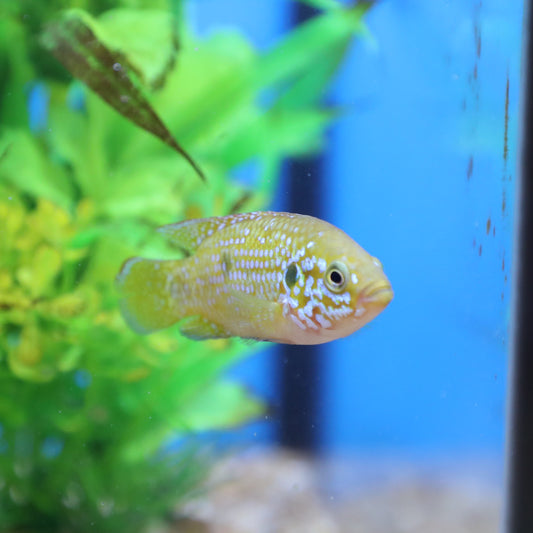 Turquoise Jewel Cichlid