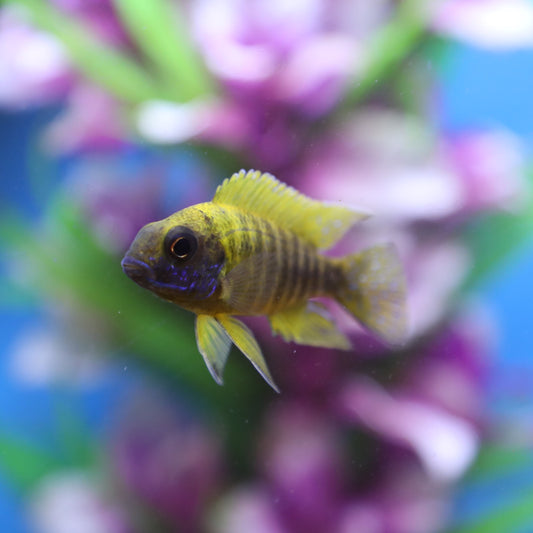 African Peacock Cichlid, Small