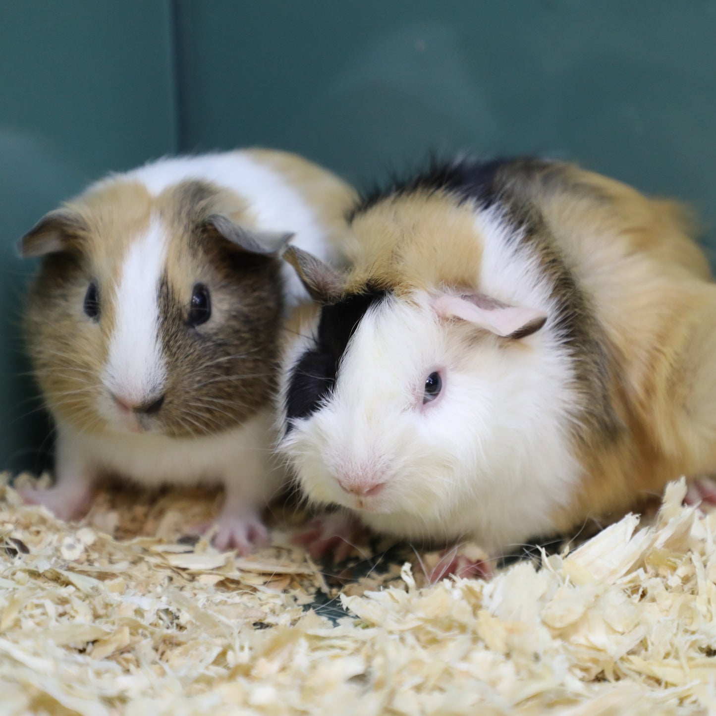 Assorted Guinea Pig