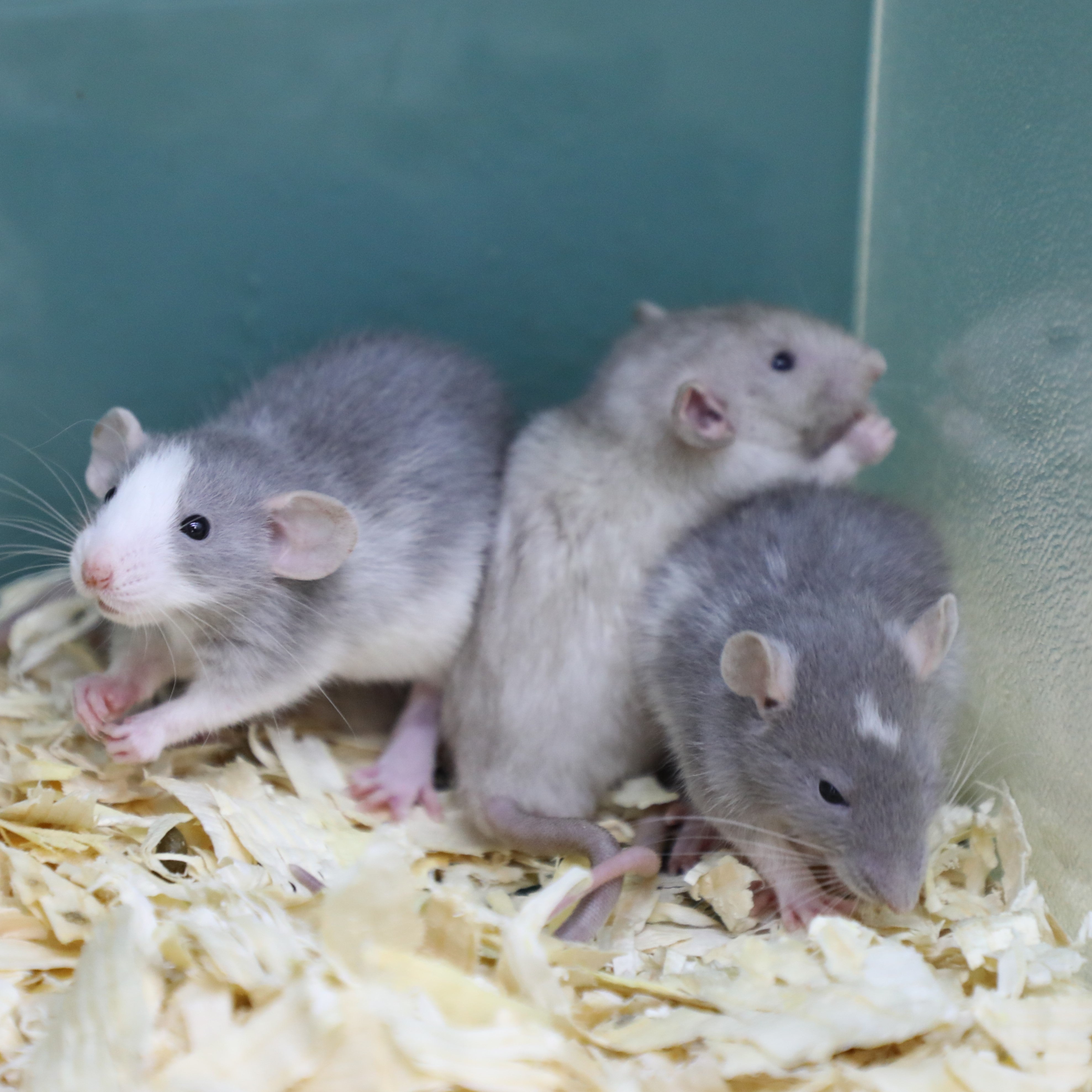 Fancy Rats Fight Dumbo Rats Vs Fancy Rats