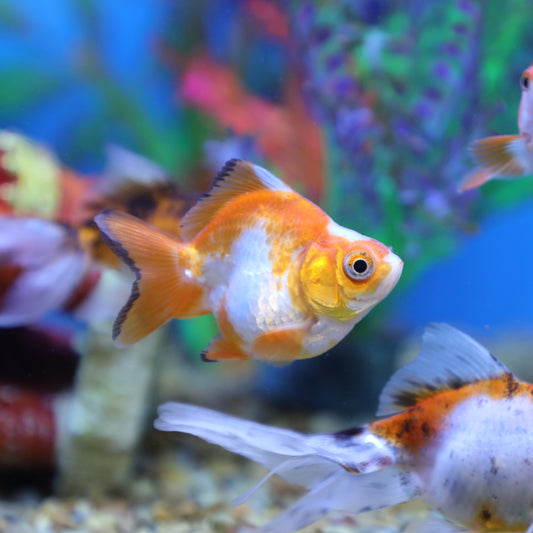 Ryukin Goldfish
