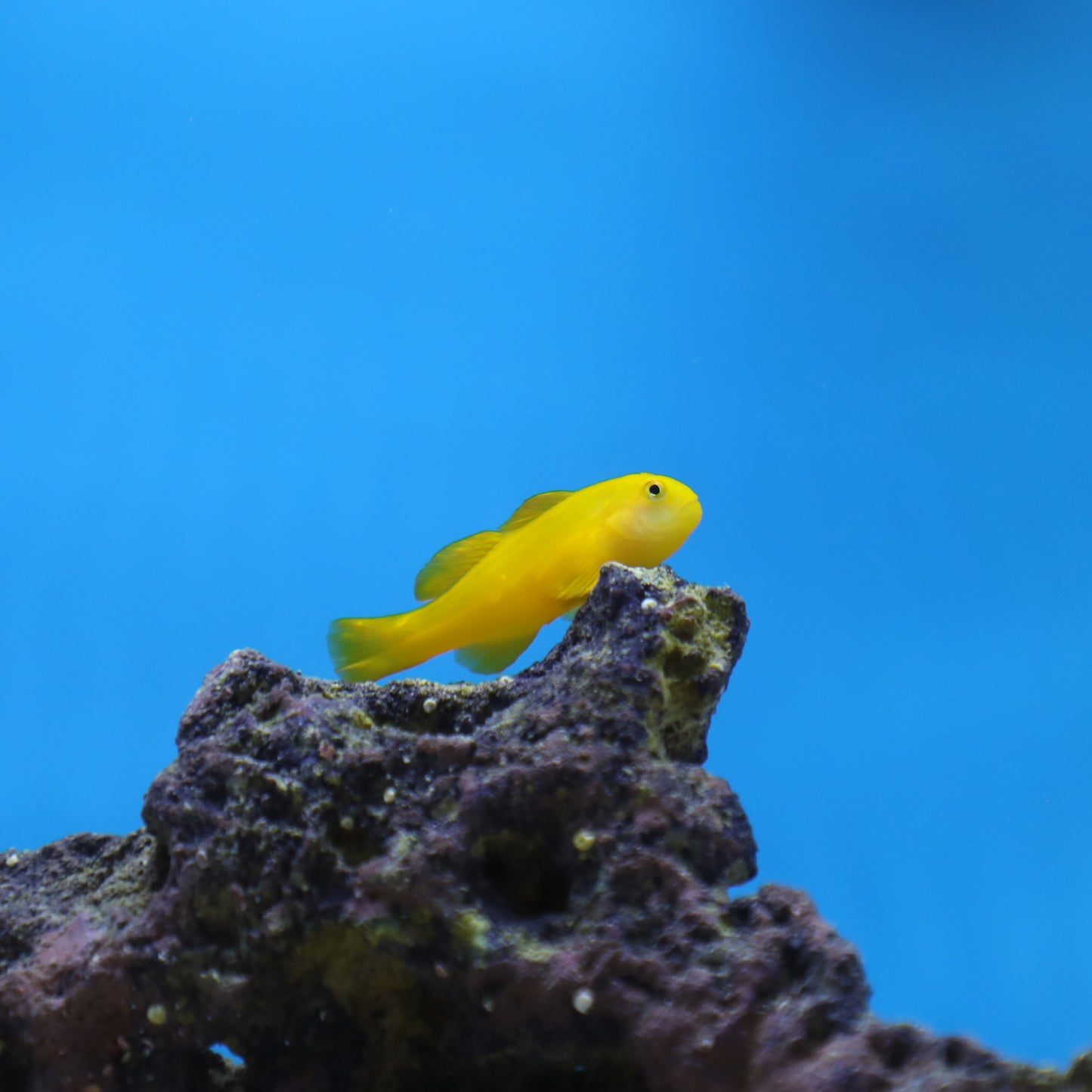 Yellow Clown Goby