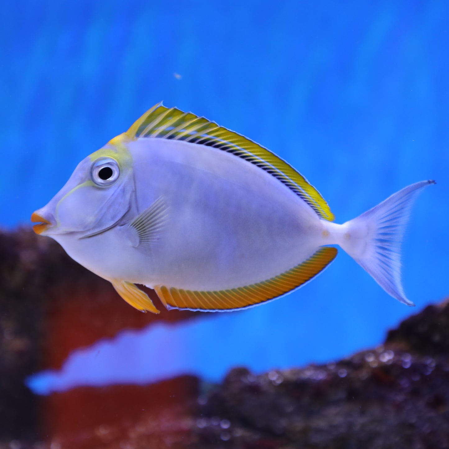 Blonde Naso Tang