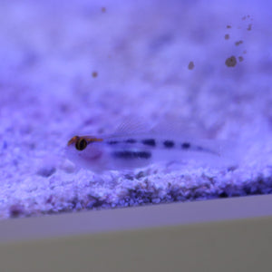 Red Head Goby Aquacultured