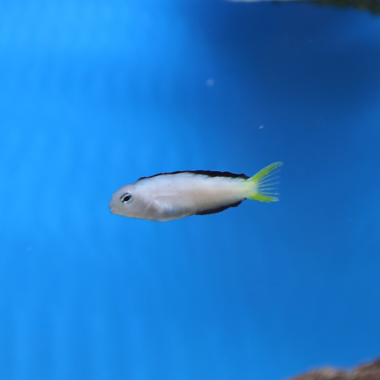 Harptail Blenny Aquacultured