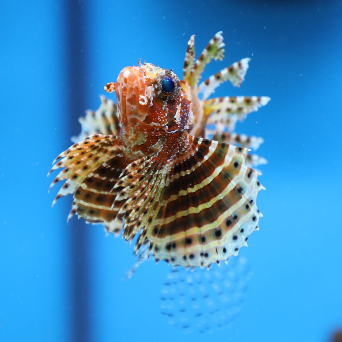 Fuzzy Dwarf Lionfish