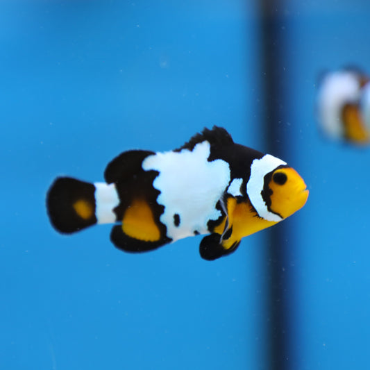 Black Ice Snowflake Clownfish