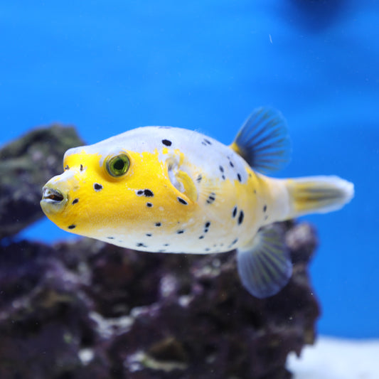 Gold Belly Dog Faced Pufferfish