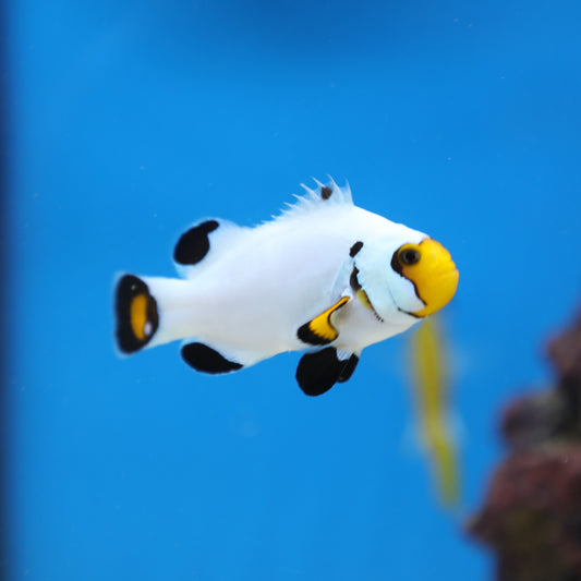 Wyoming White Clownfish